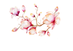 Magnoliacottageprops